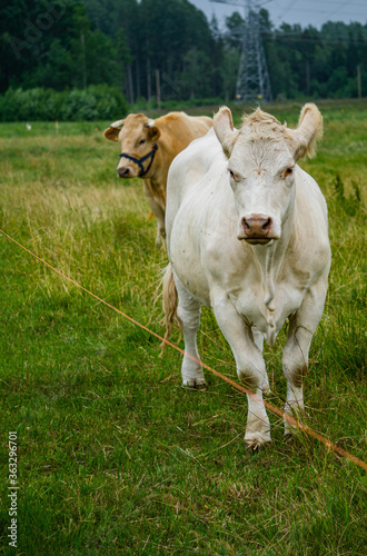 Wallpaper Mural Large white cow grazes on the field outdoors. Torontodigital.ca