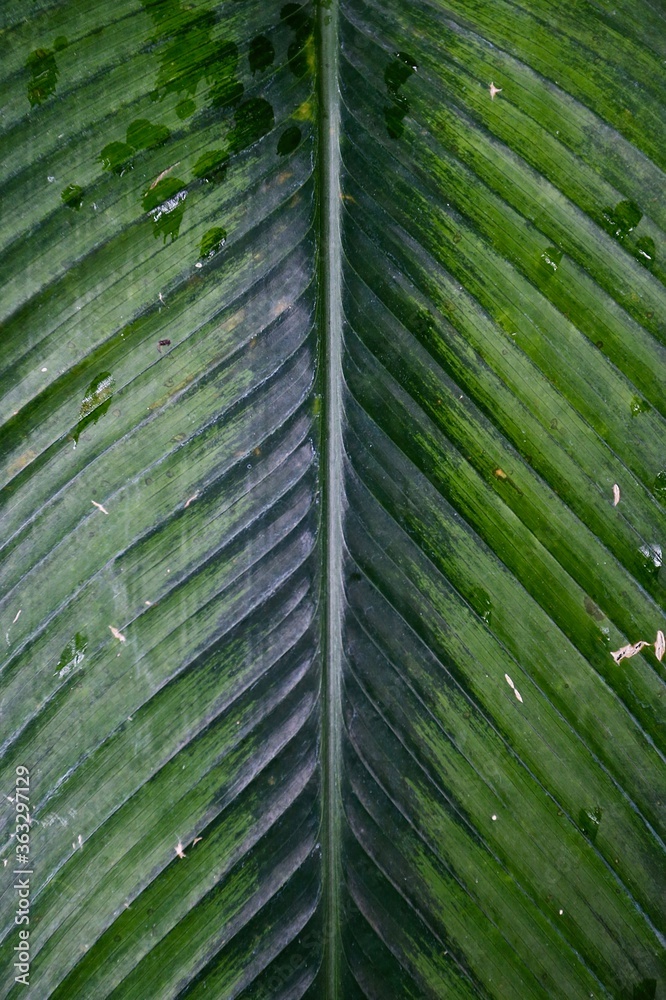 macro leaf of palm tree