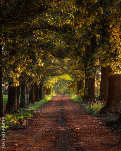 Trees along a beautiful path during autumn © Silvana