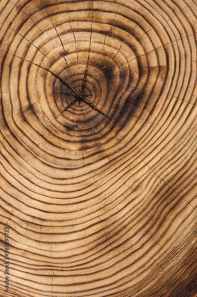 Wooden texture from cut tree trunk of maple tree, closeup. Cross section of a tree trunk. Top view Wooden texture from cut tree trunk of maple tree, closeup. Cross section of a tree trunk. Top view