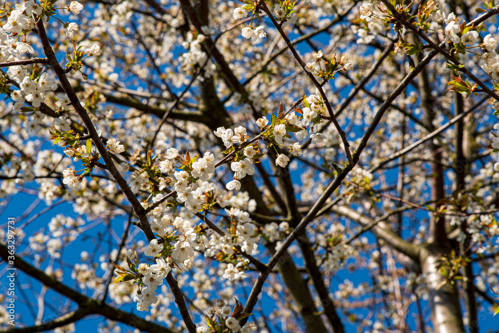 Colors of spring: Branches of a wild cherry tree, Prunus avium, with white blossoms against deep blue sky, selective focus Colors of spring: Branches of a wild cherry tree, Prunus avium, with white blossoms against deep blue sky, selective focus