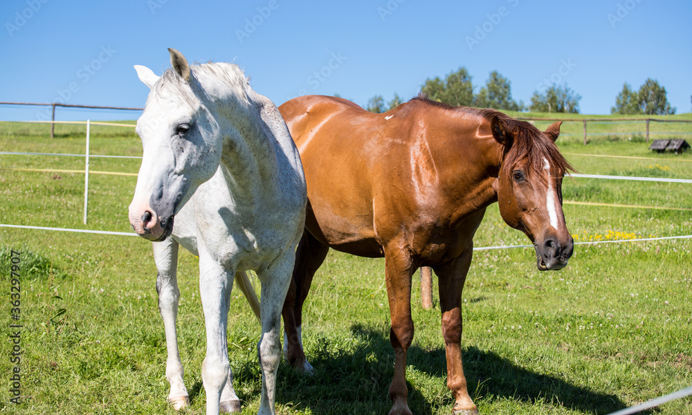 White and brown free range horse White and brown free range horse