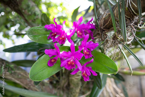 Guarianthe skinneri is the national flower of Costa Rica, where it is known as guaria morada photo