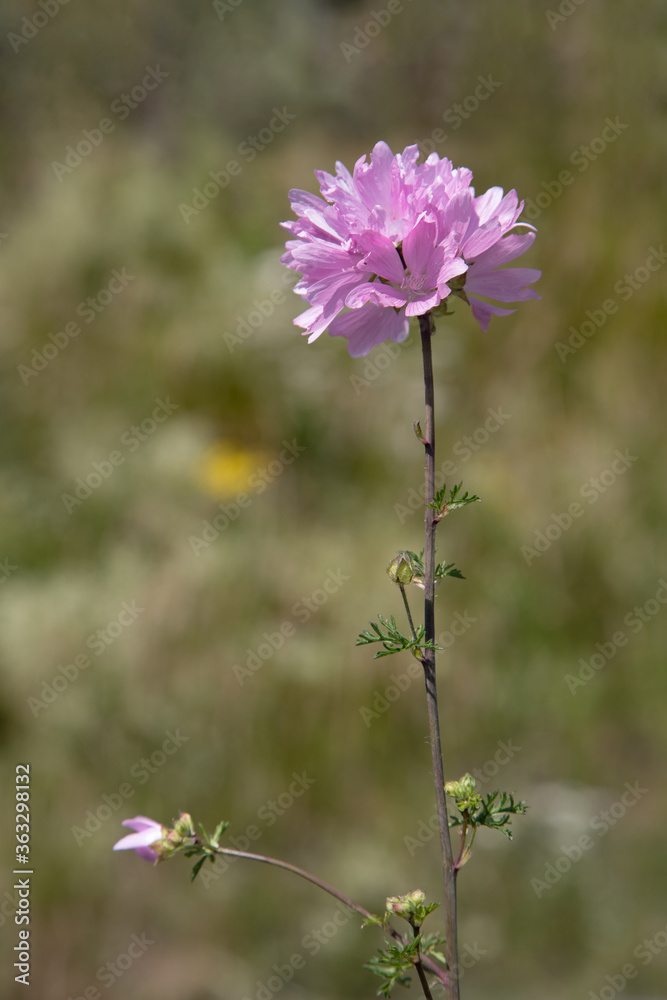 Macrophotographie de fleur sauvage - Mauve alcée - malva alcea Macrophotographie de fleur sauvage - Mauve alcée - malva alcea