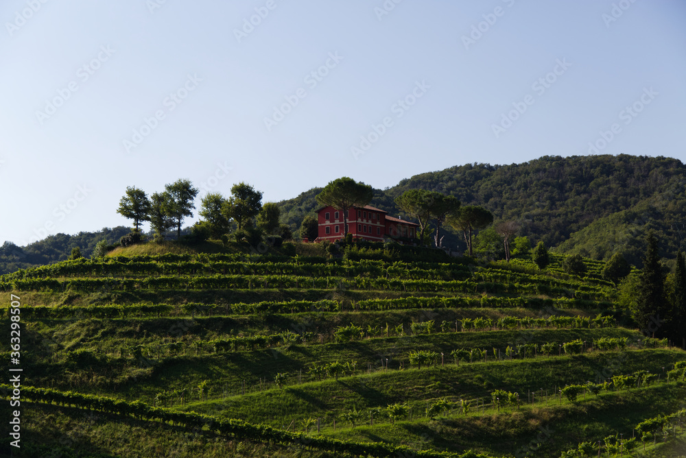 View of the hills of Prosecco vineyards in the Conegliano countryside