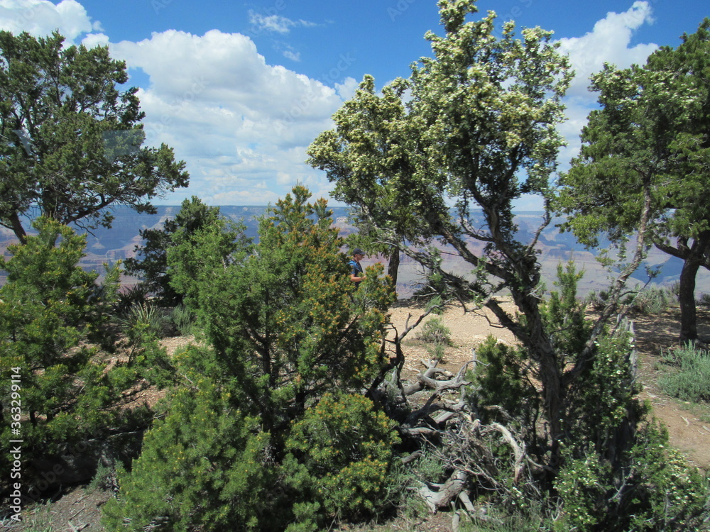 GRAND CANYON