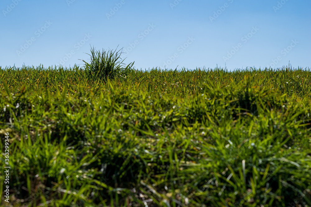 A tuft of grass on a meadow, shallow depth of field, selective focus A tuft of grass on a meadow, shallow depth of field, selective focus