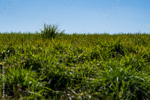 A tuft of grass on a meadow, shallow depth of field, selective focus