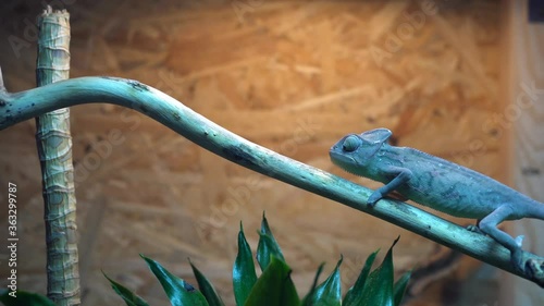 Veiled chameleon walking in terrarium