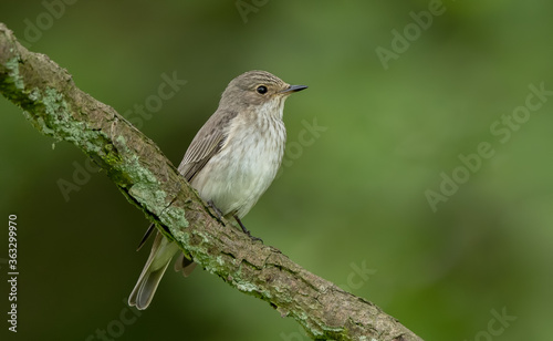 Spotted Flycatcher