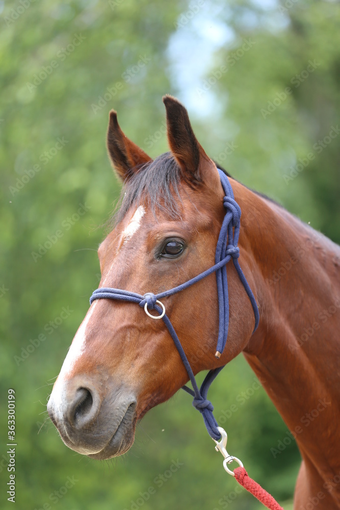 Head shot portrait close up of a beautiful saddle horse at summer paddock Head shot portrait close up of a beautiful saddle horse at summer paddock