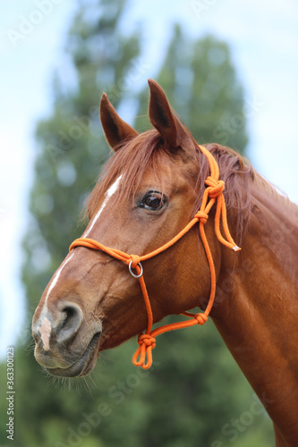 Head shot portrait close up of a beautiful saddle horse at summer paddock