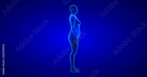 Weight loss body transformation - side view, woman theme. Blue Human Anatomy Body 3D Scan render