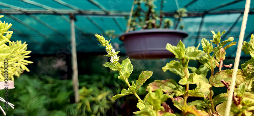 Flower of a spearmint plant in a nursery in New Delhi, India