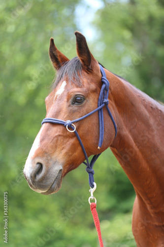 Head shot portrait close up of a beautiful saddle horse at summer paddock