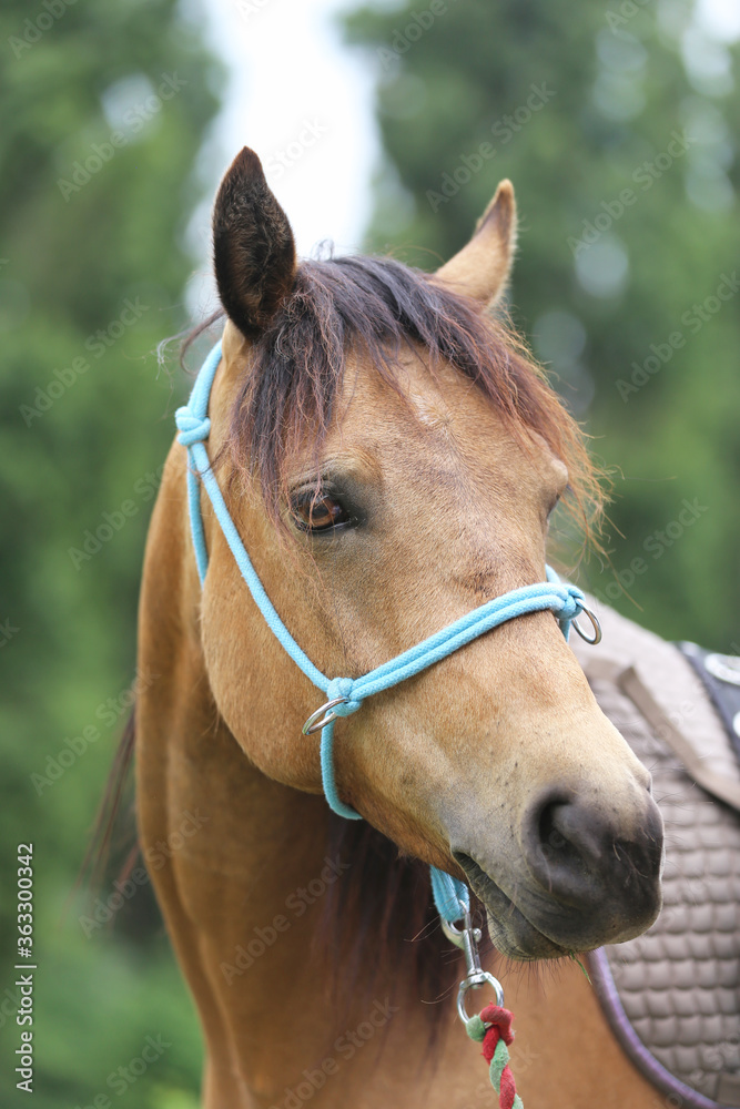 Head shot portrait close up of a beautiful saddle horse at summer paddock Head shot portrait close up of a beautiful saddle horse at summer paddock