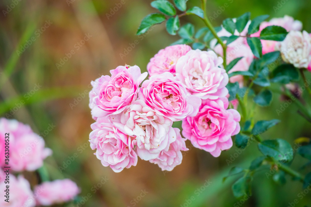 Beautiful pink roses flower in the garden