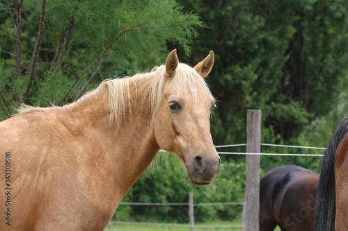 Head shot portrait close up of a beautiful saddle horse at summer paddock