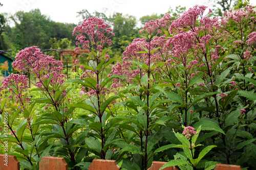 The flowers of Joe-Pye weed (Eutrochium maculatum [formerly Eupatorium maculatum]), in a garden setting photo