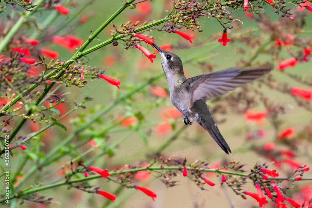 Obraz premium A female Ruby Topaz hummingbird feeding on red Antigua Heath flowers.