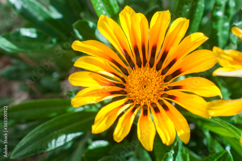 Macro photography of yellow flower in a garden in a summer afternoon