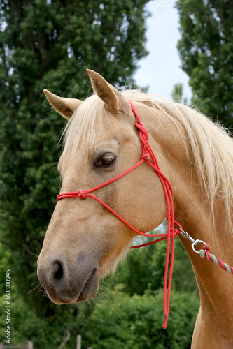 Head shot portrait close up of a beautiful saddle horse at summer paddock © acceptfoto