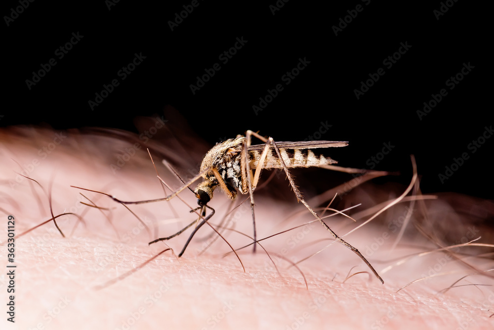 Zika, Leishmaniasis, Encephalitis, Yellow Fever, Dengue, Malaria Disease, Mayaro, EEEV or EEE Virus Infectious Culex Mosquito Parasite Insect Isolated on Black Zika, Leishmaniasis, Encephalitis, Yellow Fever, Dengue, Malaria Disease, Mayaro, EEEV or EEE Virus Infectious Culex Mosquito Parasite Insect Isolated on Black
