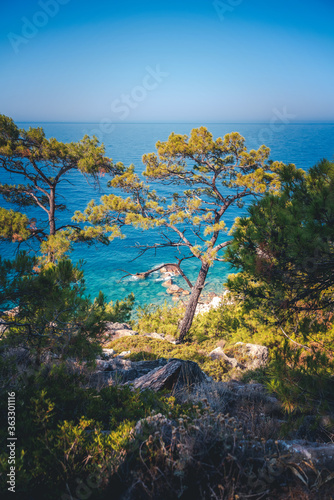 Beautiful landscape. Pine forest in the hills on the shore of the blue sea. Mediterranean Sea  travel to Turkey. Faralya Village