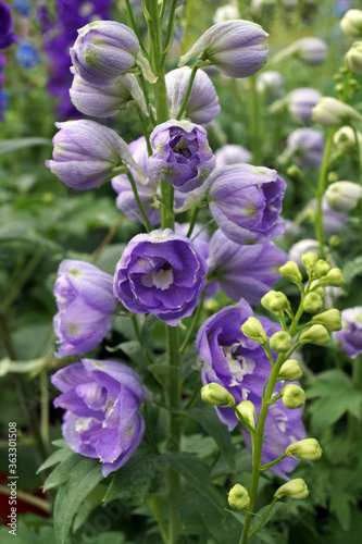 Slika na platnu Vertical image of the lavender-purple flowers of a hybrid delphinium in the Magi