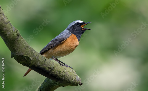 Redstart