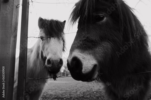 Inquisitive Horses
