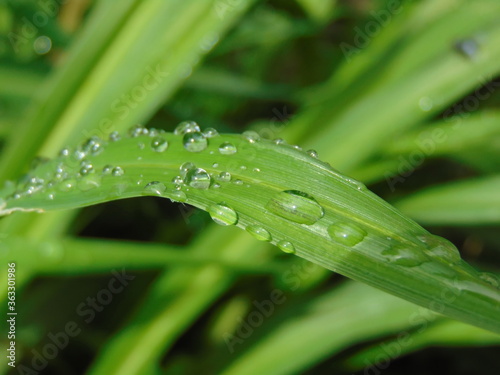 dew on grass