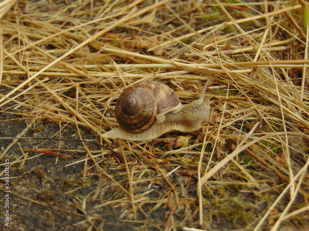 snail on the grass snail on the grass