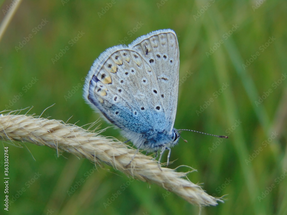 butterfly on the grass butterfly on the grass