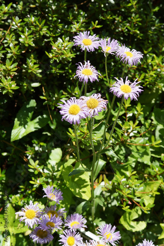 'Olga' seaside daisy (Erigeron glaucus 'Olga') in flower photo