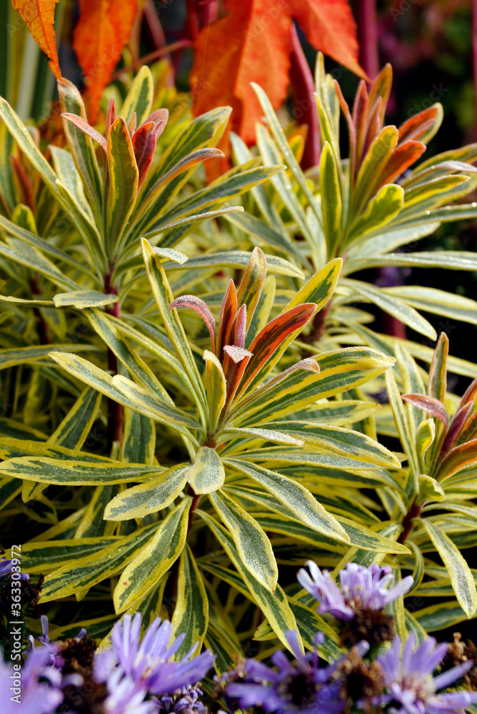 'Ascot Rainbow' Martin's spurge (Euphorbia x martinii 'Ascot Rainbow'), showing the yellow-variegated foliage and pink-blushed shoot tips 'Ascot Rainbow' Martin's spurge (Euphorbia x martinii 'Ascot Rainbow'), showing the yellow-variegated foliage and pink-blushed shoot tips