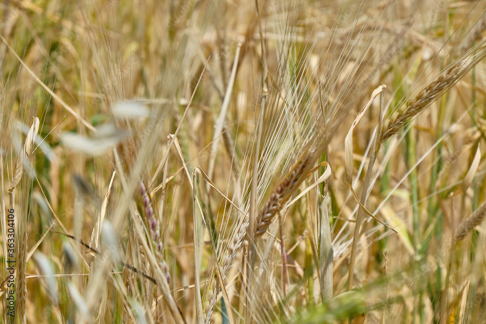 Fototapeta premium field plants in the wind