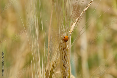 ladybug on wheat field