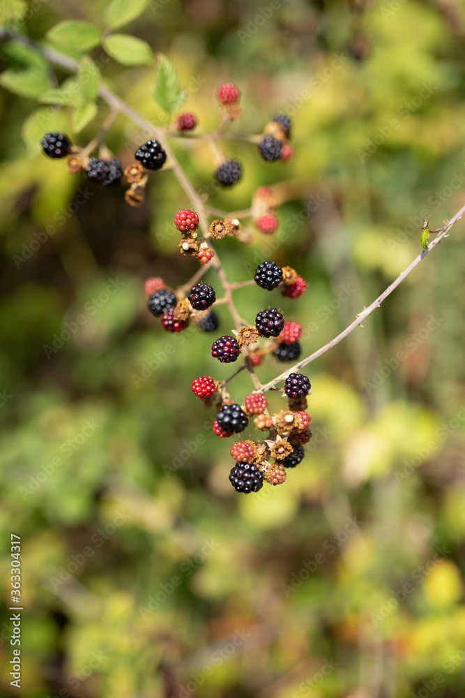 Pastry with blackberry berries on a branch Pastry with blackberry berries on a branch