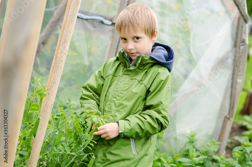 a young gardener with a green jacket and a handful of fresh pea pods.
