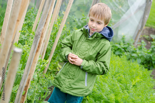 a young gardener with a green jacket and a handful of fresh pea pods. © Birute