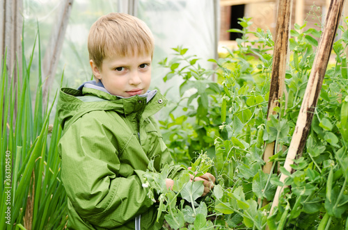 a young gardener with a green jacket and a handful of fresh pea pods.