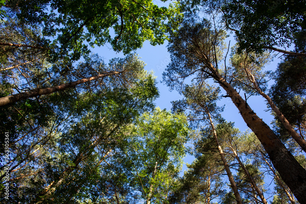 Fototapeta premium trees and sky in a Bavarian woods