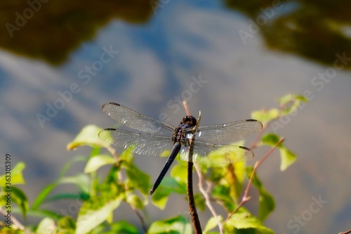 dragonfly on a branch © Edymar