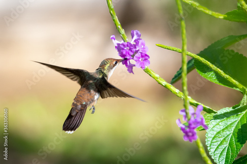 A juvenile Ruby Topaz hummingbird feeding on the Vervain plant in a lush tropical garden.