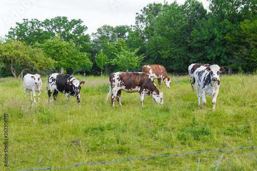Cows eating grass in a verdant field. Long professional outdoor shot. Bovine meat.