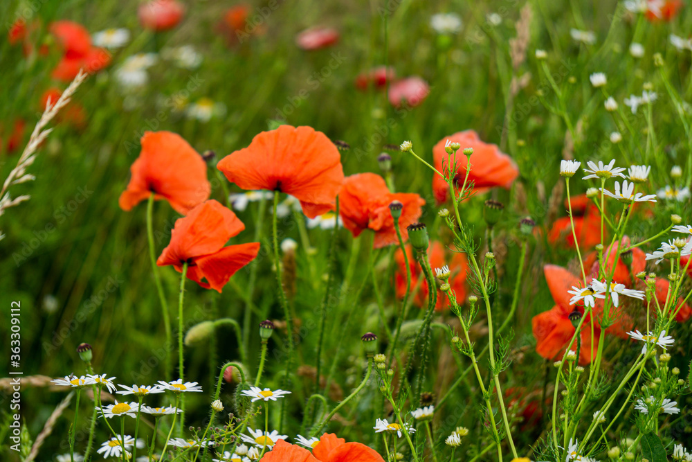 Beautiful wild red poppies in the countryside in Latvia. Beautiful wild red poppies in the countryside in Latvia.