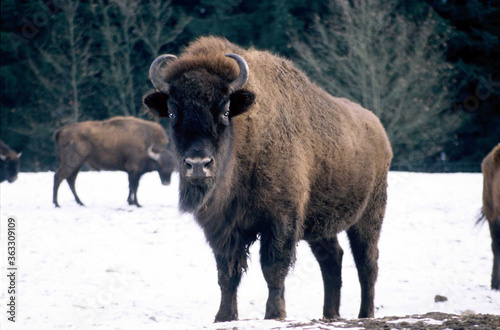 un bison européen dans la neige