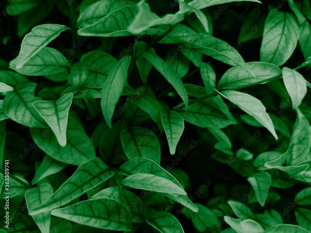 Beautiful abstract color black and green flowers on dark background and dark graphic white flower frame and green leaves texture, green background, colorful graphics banner Beautiful abstract color black and green flowers on dark background and dark graphic white flower frame and green leaves texture, green background, colorful graphics banner