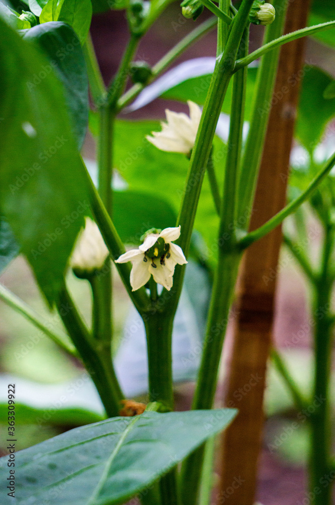 A bush of sweet pepper with white flowers in a greenhouse. A bush of sweet pepper with white flowers in a greenhouse.